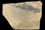 Discosauriscus (Permian Reptiliomorph) - Soft Bodied Preservation #125588-5
